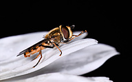Marmalade Fly (male, Episyrphus balteatus)